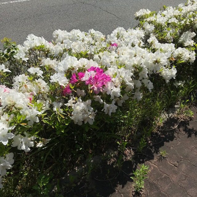 白い花のツツジの中にピンクが咲いている理由は ツツジとサツキの違いも解説